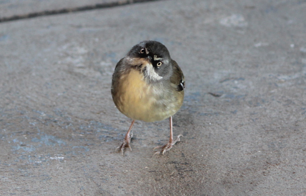White-browed Scrubwren Sericornis frontalis frontal view Janine Duffy