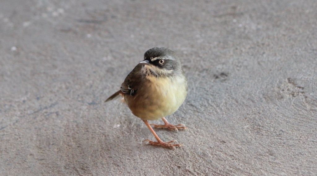 White-browed Scrubwren adult male Brisbane Ranges VIC by Janine Duffy