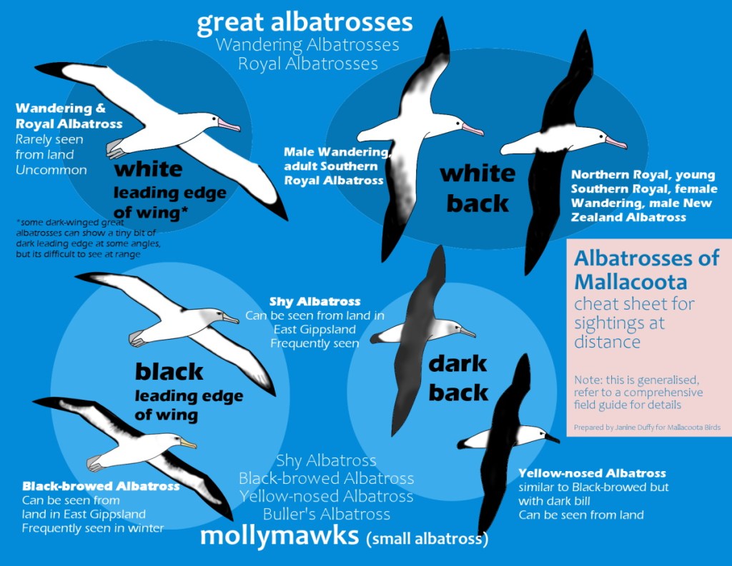 Albatrosses of Mallacoota East Gippsland VIC diagram for distant sightings