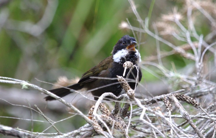 Eastern Whipbird singing East Gippsland Martin Maderthaner Echidna Walkabout