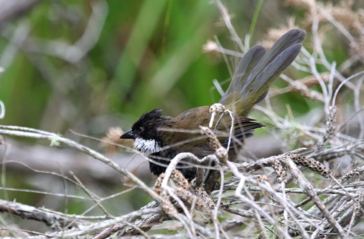 Eastern Whipbird East Gippsland Martin Maderthaner Echidna Walkabout