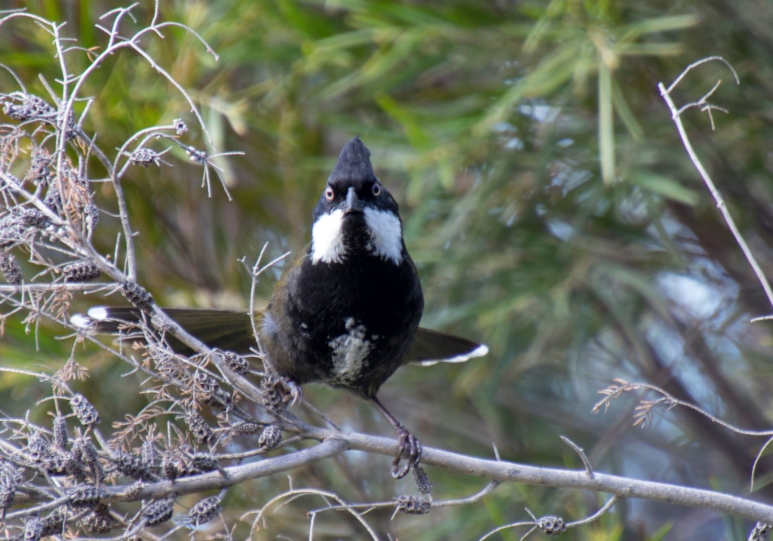 Eastern Whipbird adult front view Mallacoota Caroline Jones