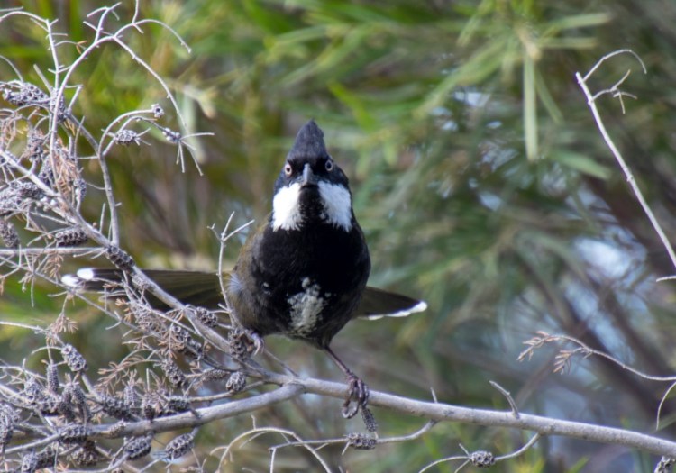 Eastern Whipbird adult front view Mallacoota Caroline Jones