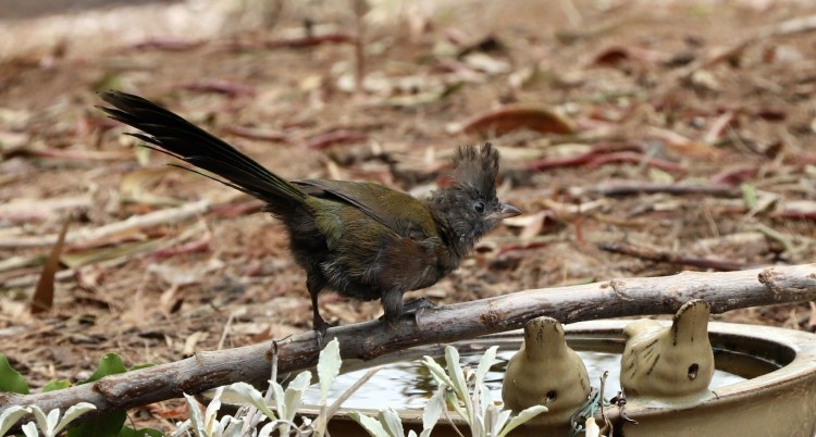 Eastern Whipbird juvenile Mallacoota Caroline Jones