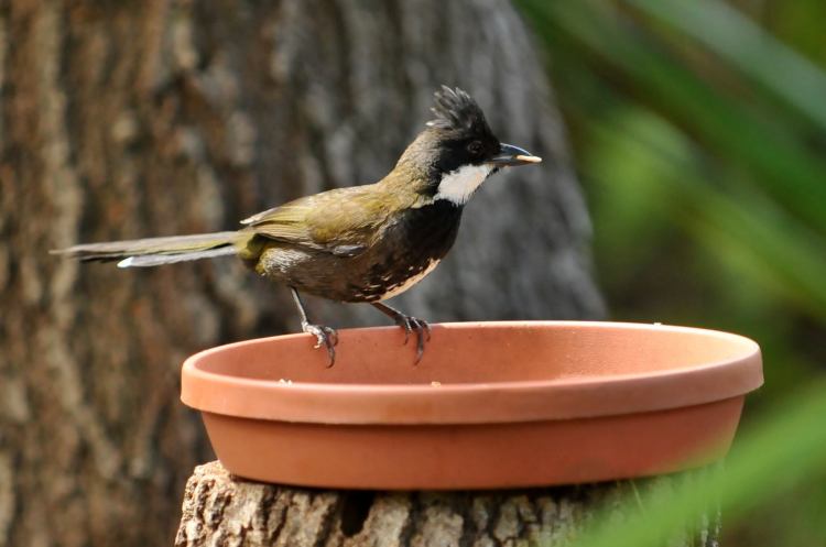 Eastern Whipbird adult Mallacoota Michael Barnett