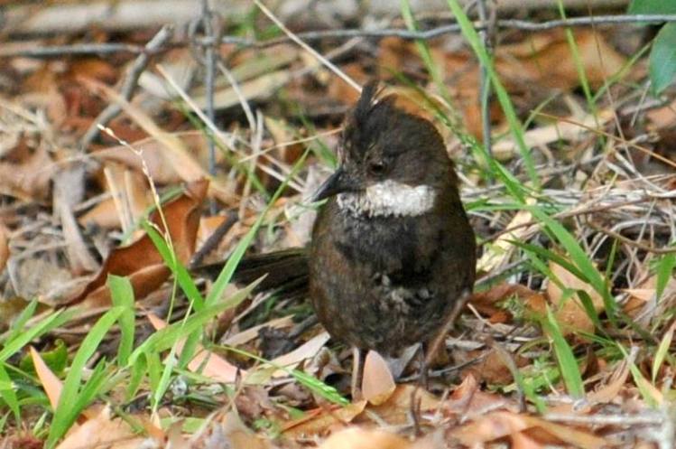 Eastern Whipbird immature Mallacoota Michael Barnett