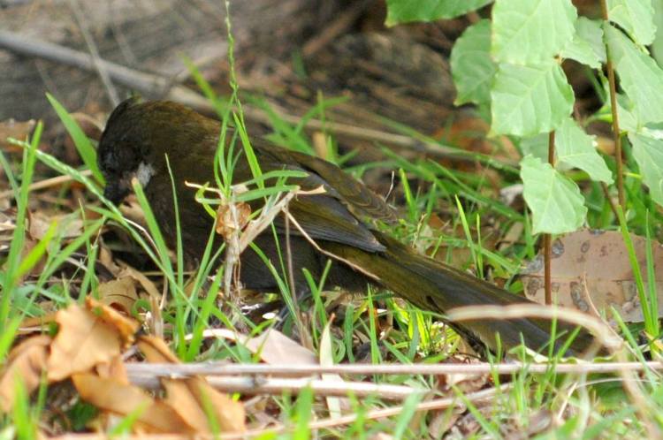 Eastern Whipbird rear Mallacoota Michael Barnett