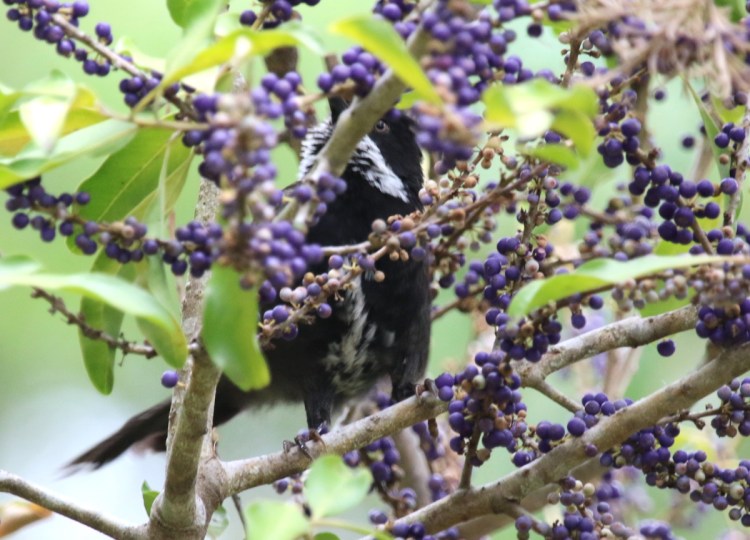 Eastern Whipbird Muttonwood East Gippsland Martin Maderthaner Echidna Walkabout