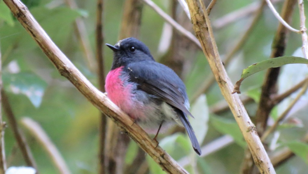 male Pink Robin, Otways VIC Brett Howell Echidna Walkabout