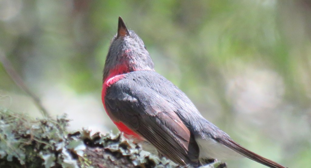 male Rose Robin, East Gippsland Brett Howell Echidna Walkabout