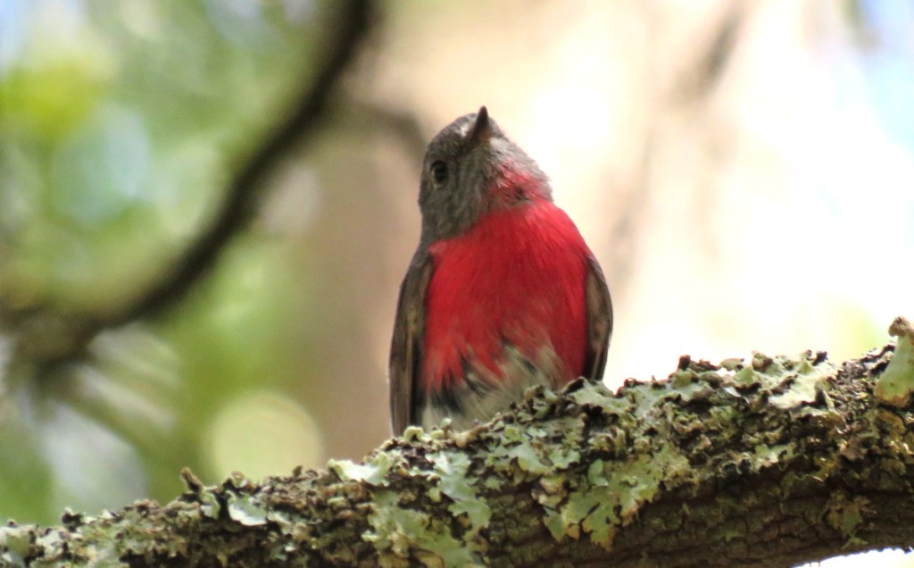 male Rose Robin, East Gippsland Brett Howell Echidna Walkabout