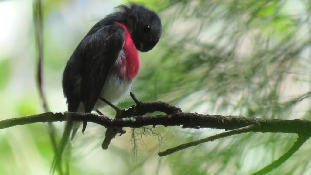 male Rose Robin, East Gippsland by Brett Howell Echidna Walkabout