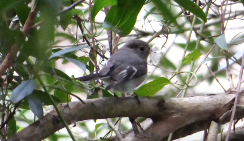 Female Rose Robin, East Gippsland Scott Roberts Echidna Walkabout