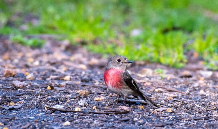 female Rose Robin, East Gippsland Rob Clay