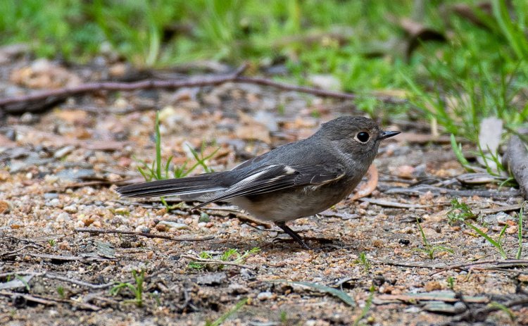 female Rose Robin, East Gippsland Rob Clay