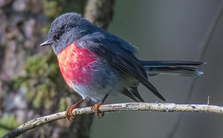 male Rose Robin, East Gippsland Rob Clay