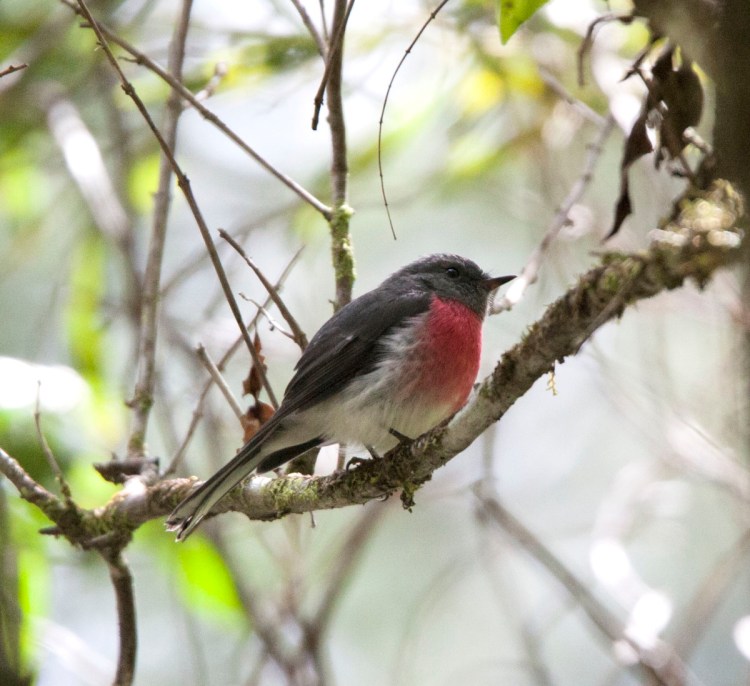 Rose Robin, East Gippsland Jack Winterbottom