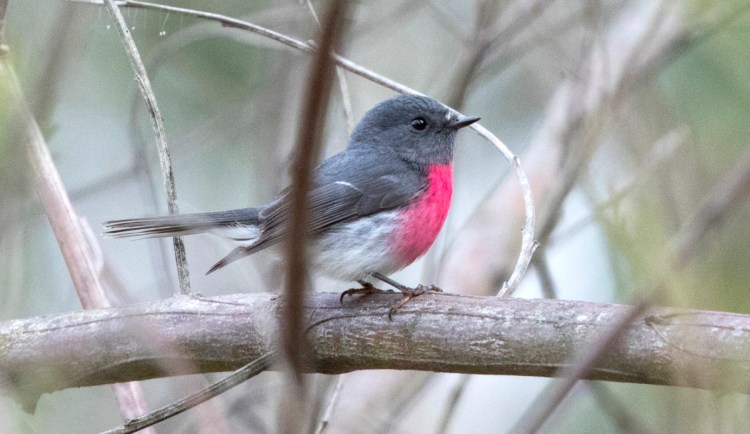 Rose Robin East Gippsland Jack Winterbottom