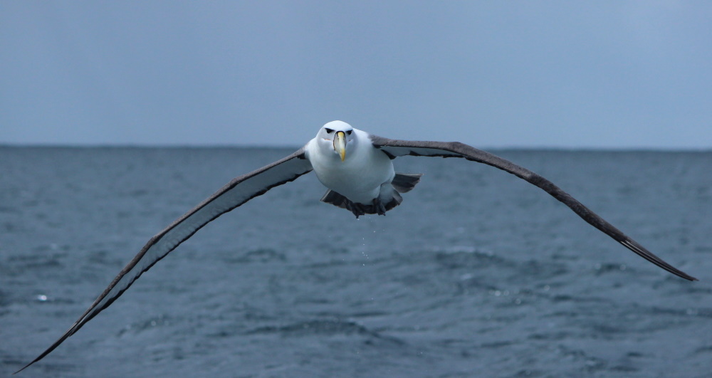 Shy Albatross front view flying Eaglehawk pelagic, TAS Janine Duffy