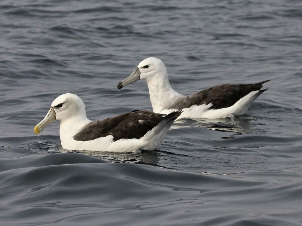 Shy Albatross adult juvenile Lakes Entrance John Hutchinson