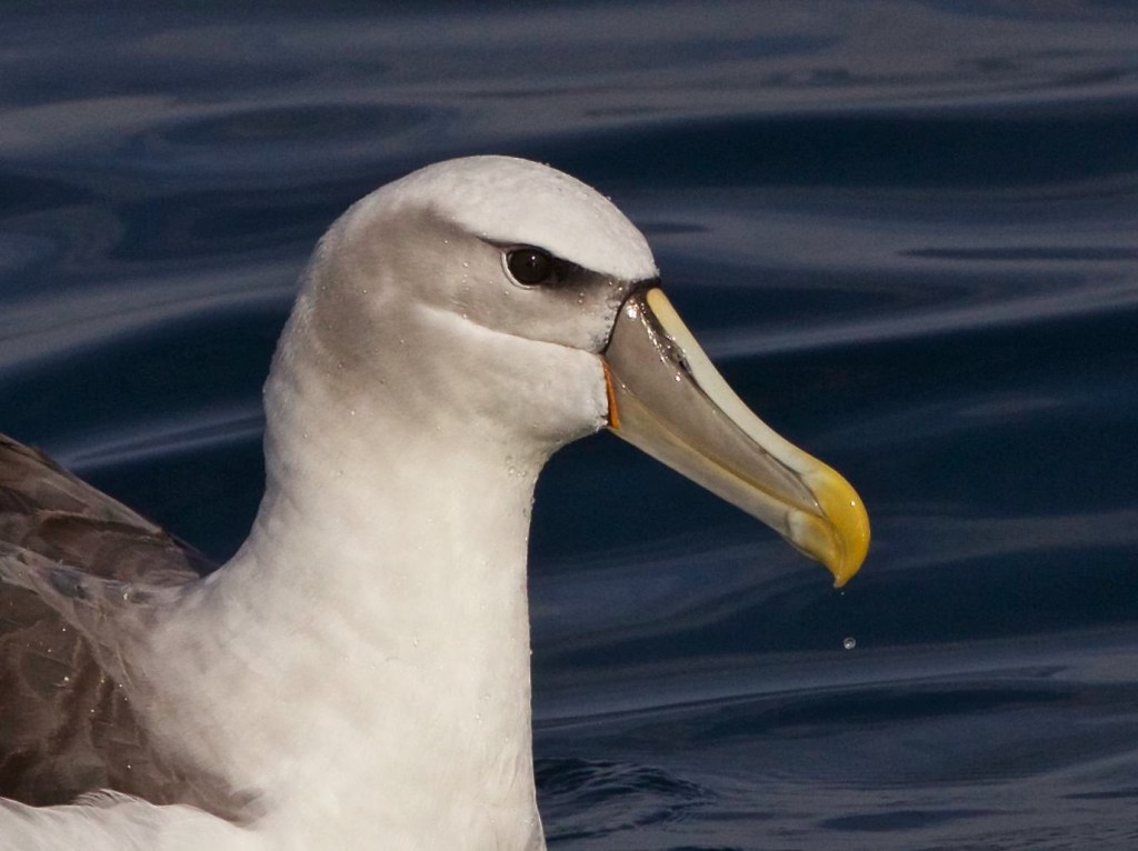 Adult Shy Albatross head Lakes Entrance John Hutchison