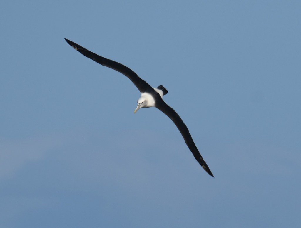 Shy Albatross dynamic soaring with straight wings, Eden by Rob Clay