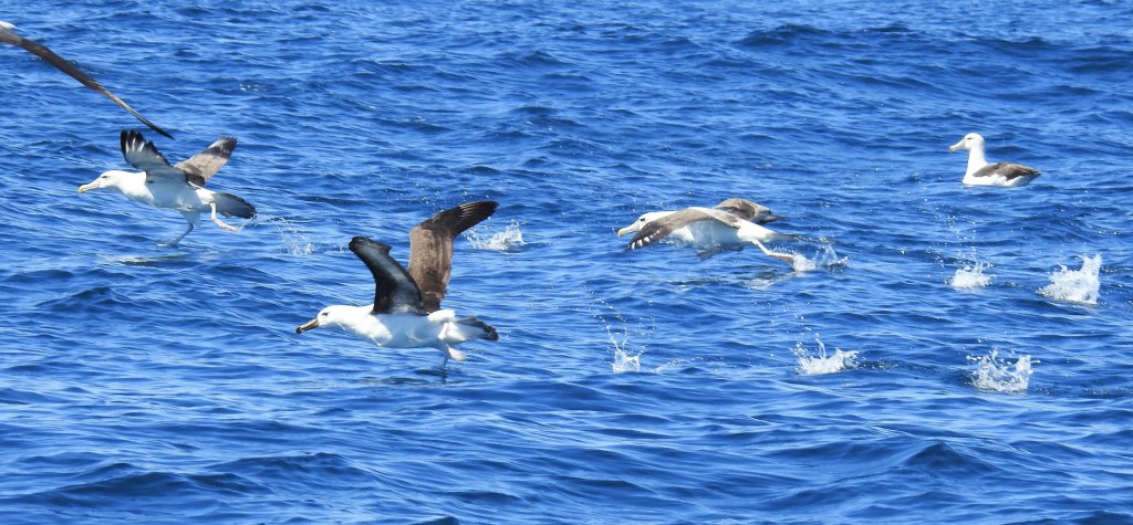 Shy Black-browed Albatross Port Macdonnell, SA Sue Lee