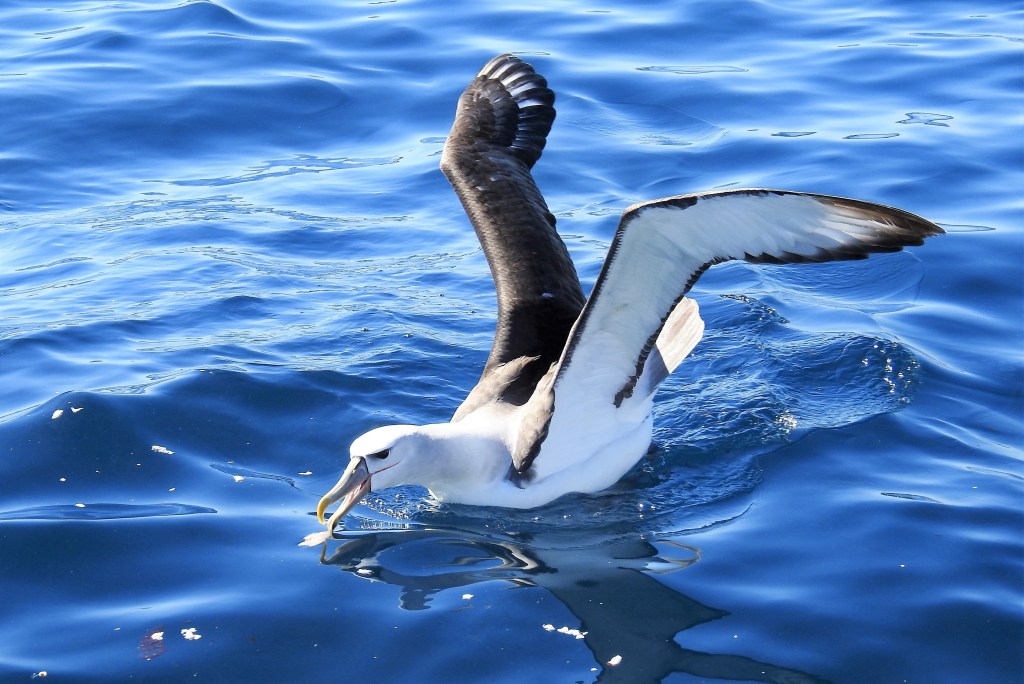 Shy Albatross Port Macdonnell, SA by Sue Lee