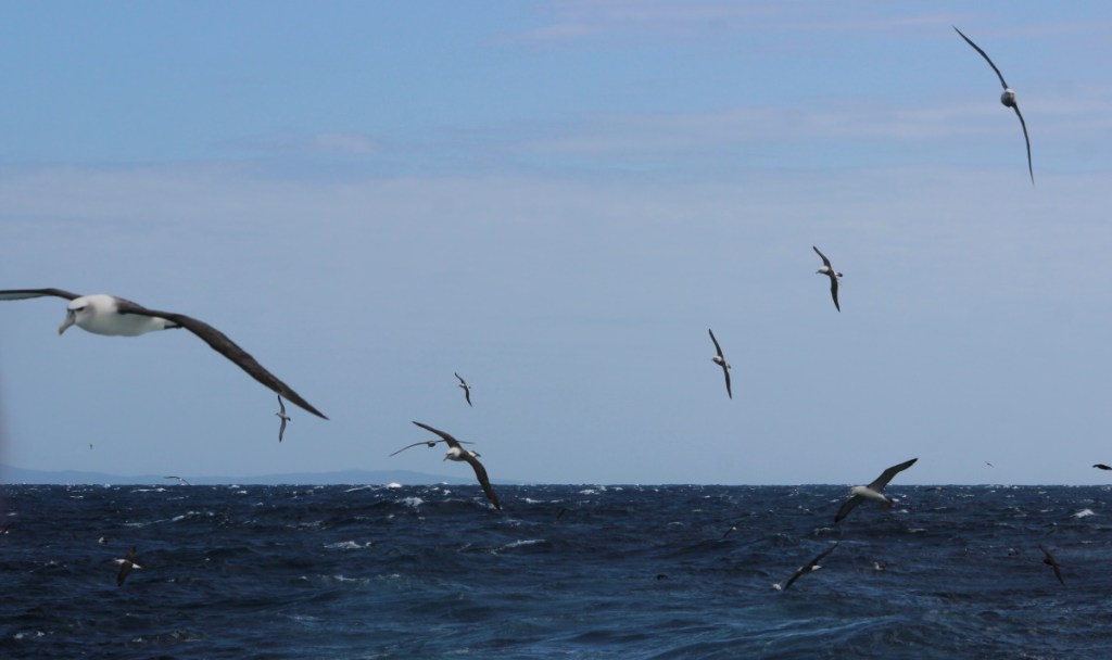 A lot of Shy Albatrosses off East Gippsland by Janine Duffy