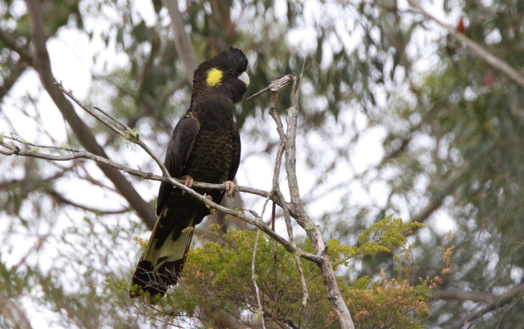 Adult female Yellow-tailed Black-Cockatoo Cape Conran Echidna Walkabout