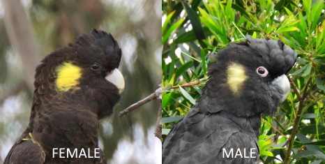 Head comparison - Yellow-tailed Black-Cockatoo female male Martin Maderthaner & Caroline Jones 