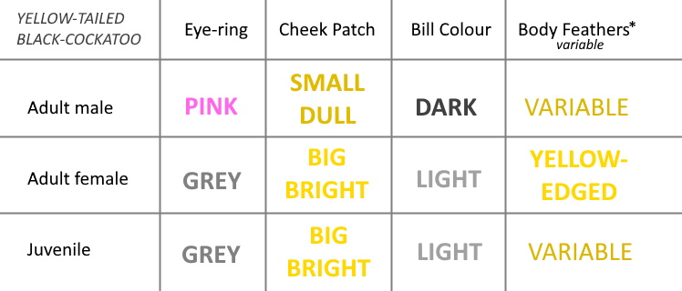Chart showing identification features of male, female and juvenile Yellow-tailed Black-Cockatoos