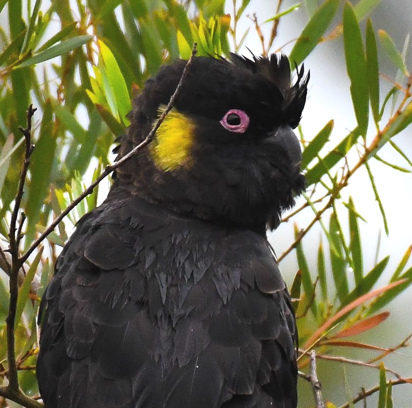 Adult male Yellow-tailed Black-Cockatoo pink eye-ring dark bill Rob Clay 