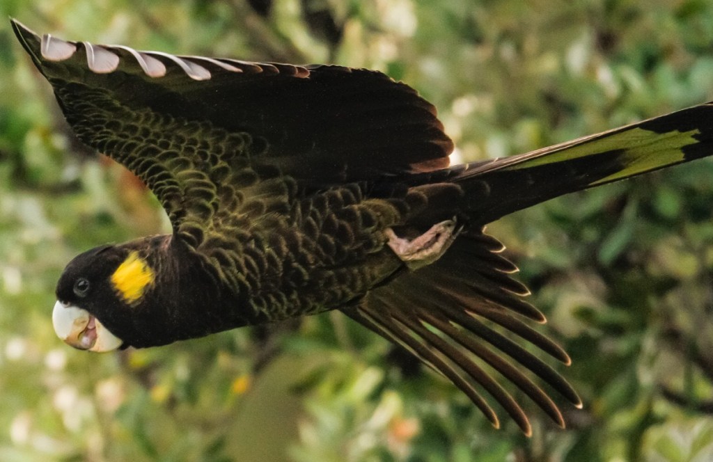 Adult female Yellow-tailed Black-Cockatoo flying yellow-edged body feathers Mallacoota Karen Weil