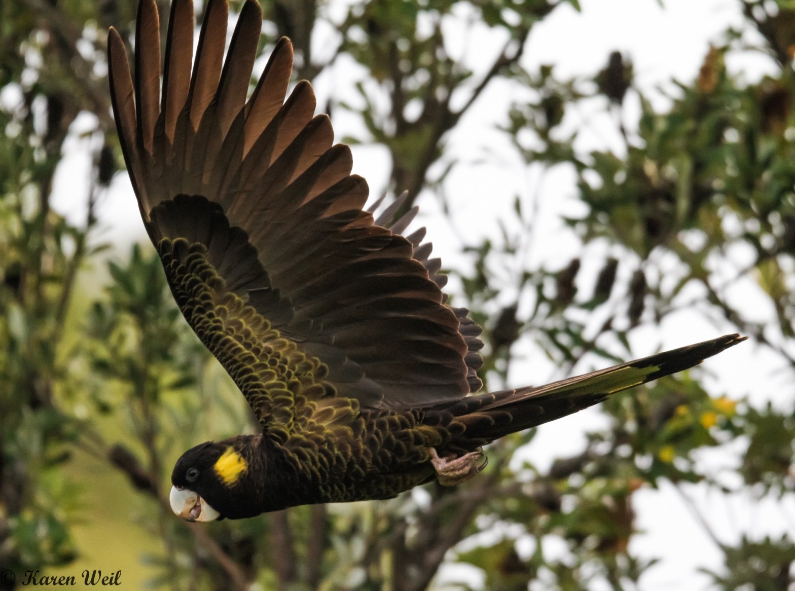 Yellow-tailed Black-Cockatoo flying Mallacoota by Karen Weil