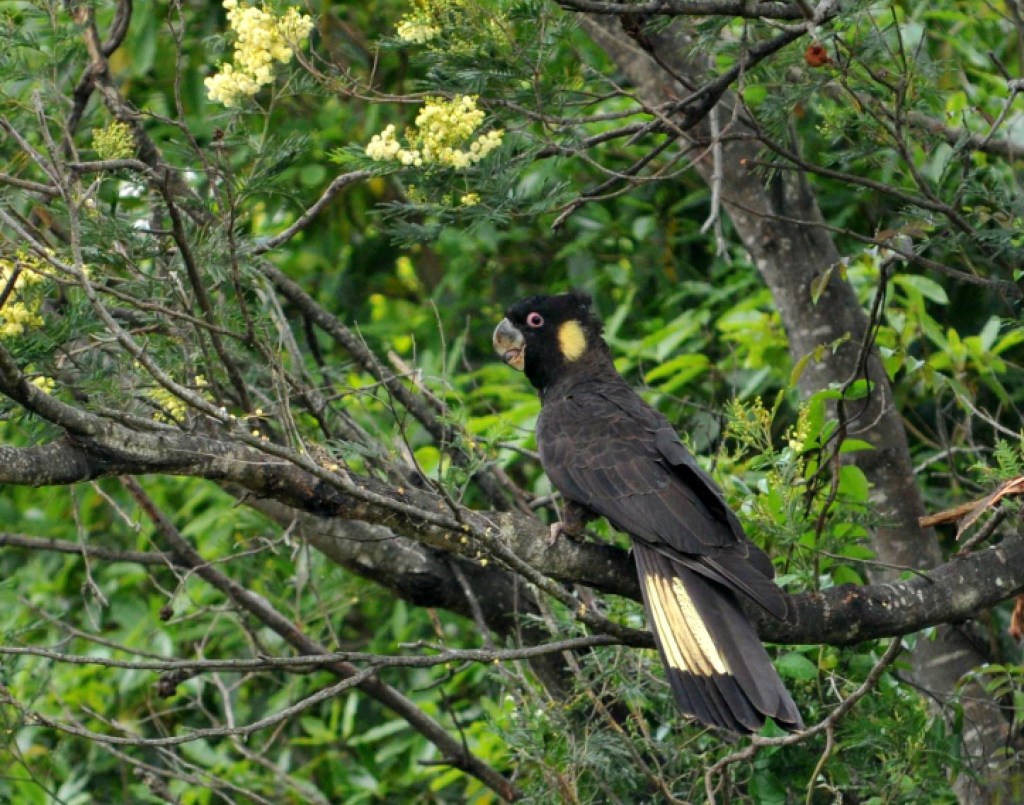 Yellow-tailed Black-Cockatoo flowering wattle Mallacoota Michael Barnett