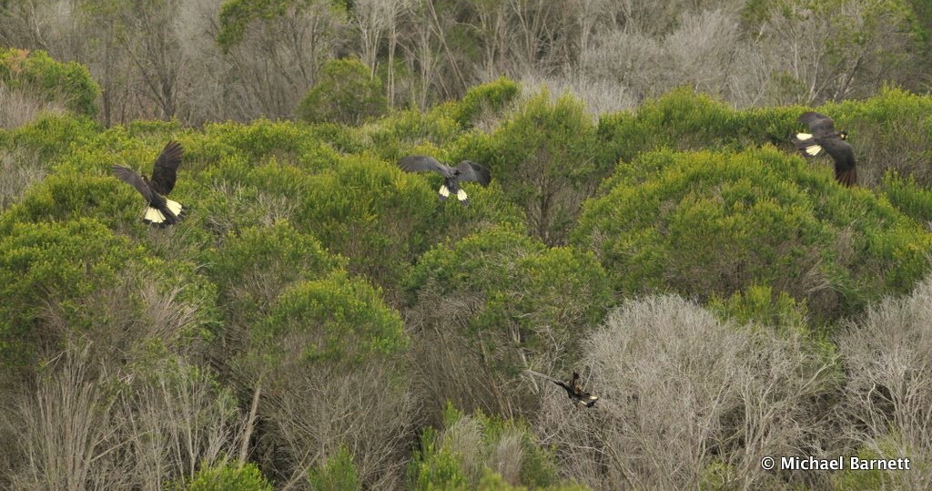 Yellow-tailed Black-Cockatoos flying Mallacoota Michael Barnett