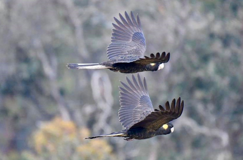 Yellow-tailed Black-Cockatoo flying Buchan Rob Clay