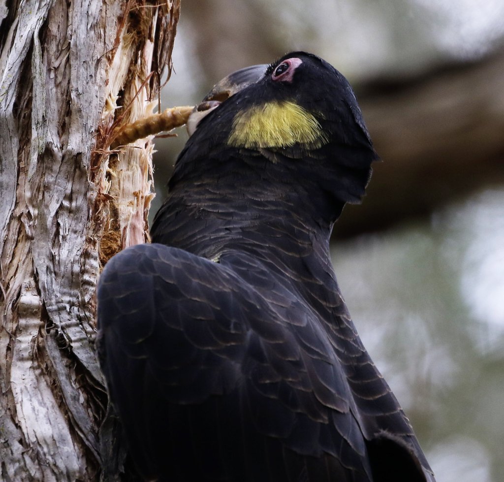 Yellow-tailed Black-Cockatoo feeding Mallacoota Ron Ricketts