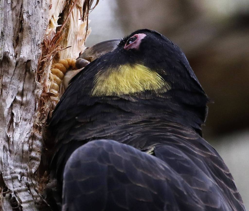 Yellow-tailed Black-Cockatoo feeding on borer Mallacoota by Ron Ricketts