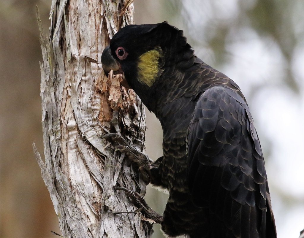 Yellow-tailed Black-Cockatoo feeding Mallacoota Ron Ricketts