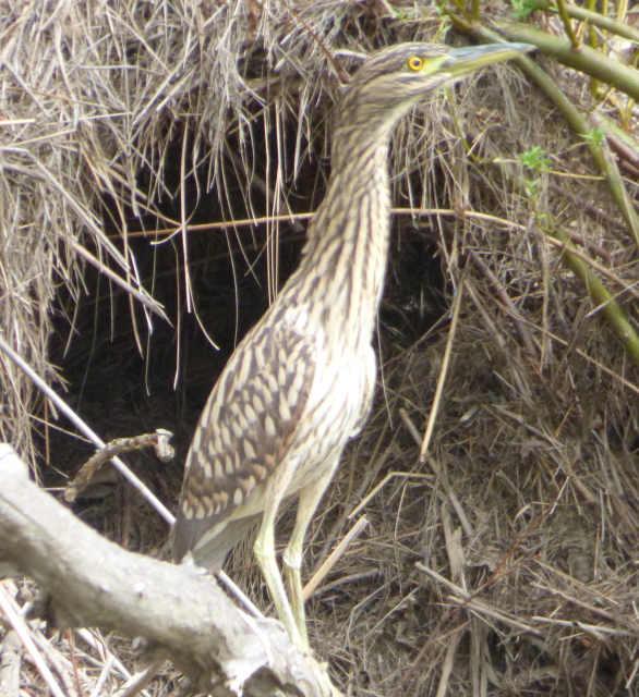 Juvenile Nankeen Night-Heron Martin Butterfield