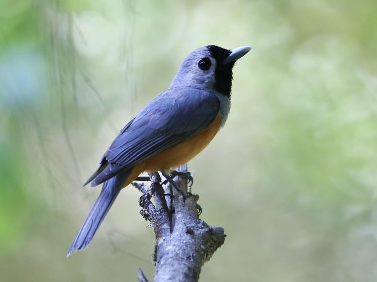 Black-faced Monarch, Fairy Dell Bruthen John Hutchison 