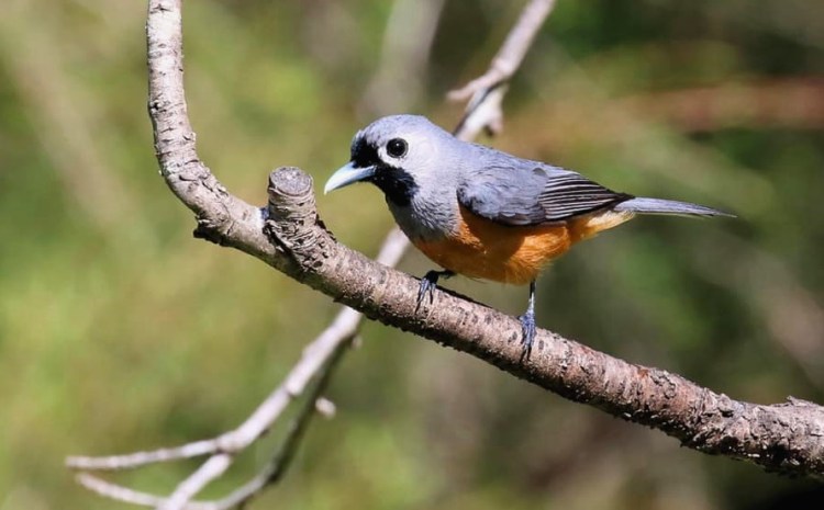 Black-faced Monarch, Lakes Entrance Goldsmiths In The Forest