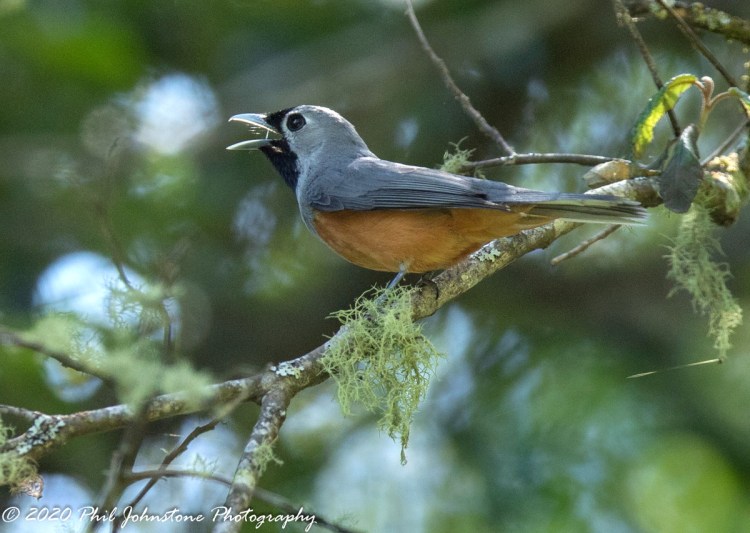 Black-faced Monarch singing Mallacoota Phil & Kath Johnstone