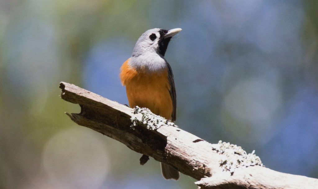Black-faced Monarch Cabbage Tree Palms, VIC John Alan