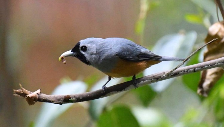 Black-faced Monarch with prey Cabbage Tree Creek VIC Rob Clay