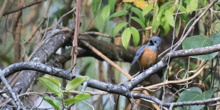 Black-faced Monarch preening East Gippsland Echidna Walkabout
