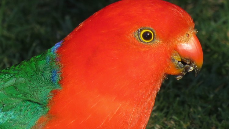 Australian King-Parrot East Gippsland Echidna Walkabout
