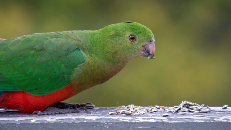 Australian King-Parrot female Mallacoota Caroline Jones 